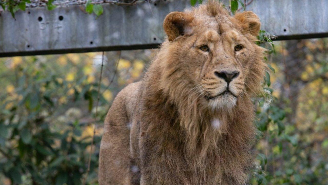 Lion