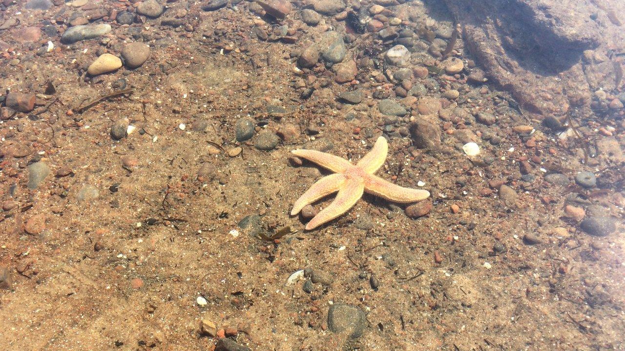 Starfish at Rosemarkie