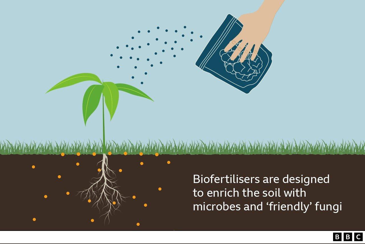 illustration showing application of biofertiliser to a plant