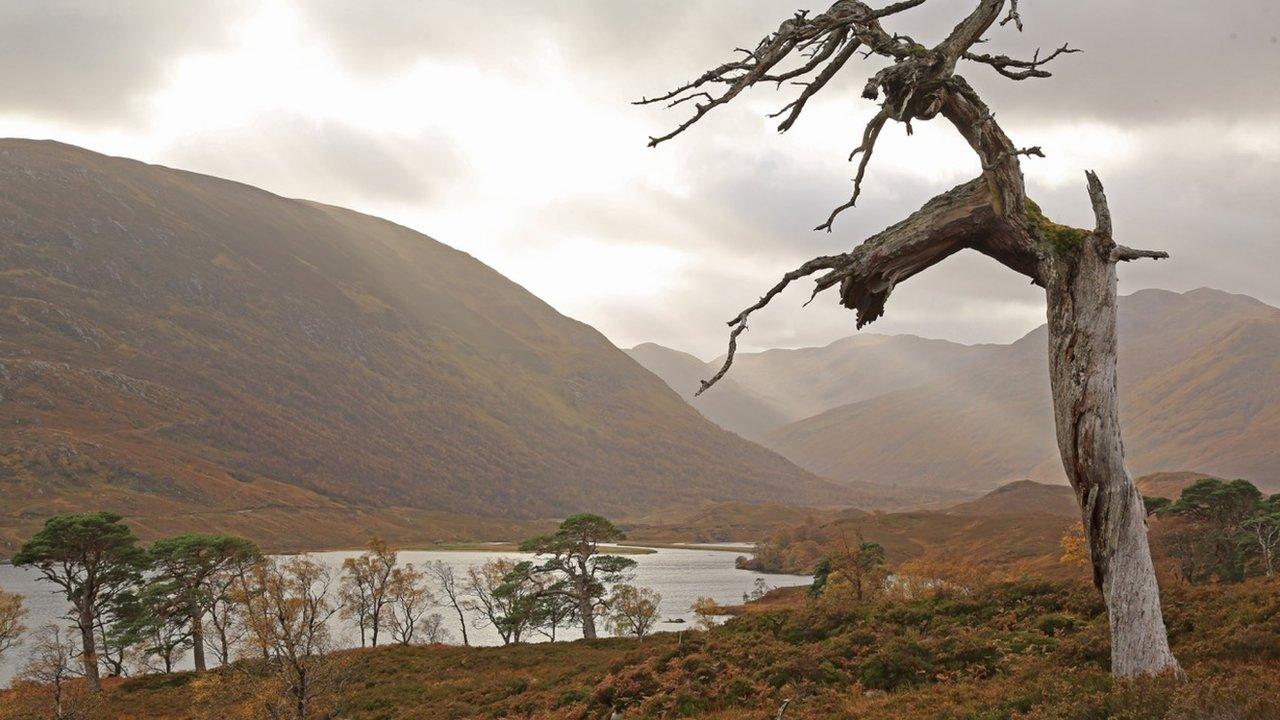 Dead Scots pine