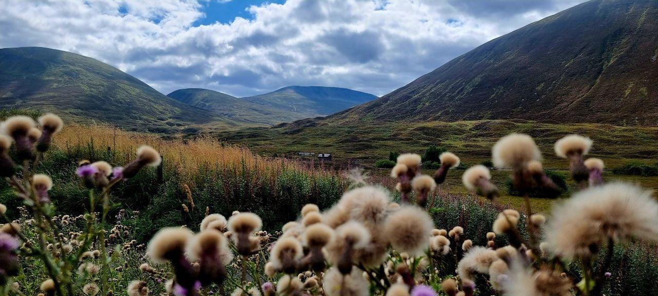 A view of hills and valleys with a blue sky. Heather and thistles are in the foreground