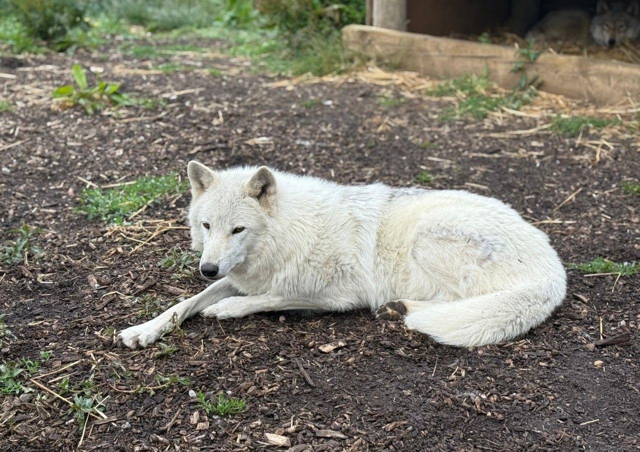 A white wolfdog lies outside at an animal sanctuary