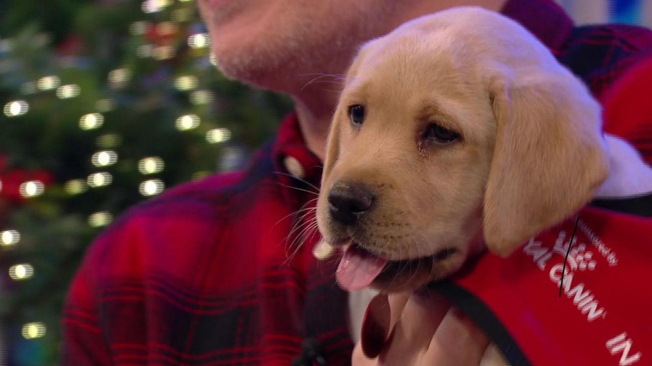 A golden Labrador puppy dressed in Christmas gard is held by a man dressed in a red checked shirt