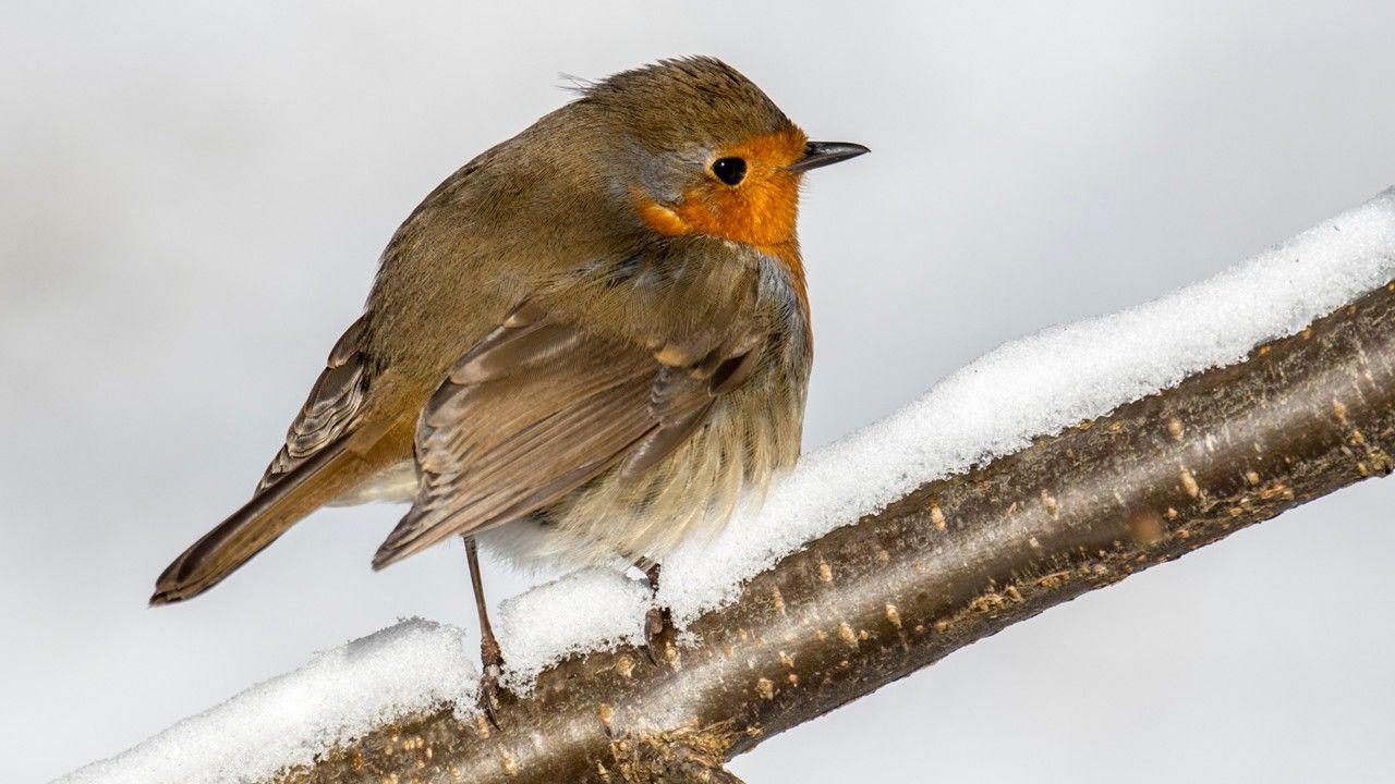 A robin sitting on a snow-covered branch