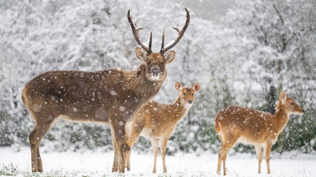 Barasingha are standing in the snow, with the one nearest the camera facing it. It is snowing and there are trees in the background.