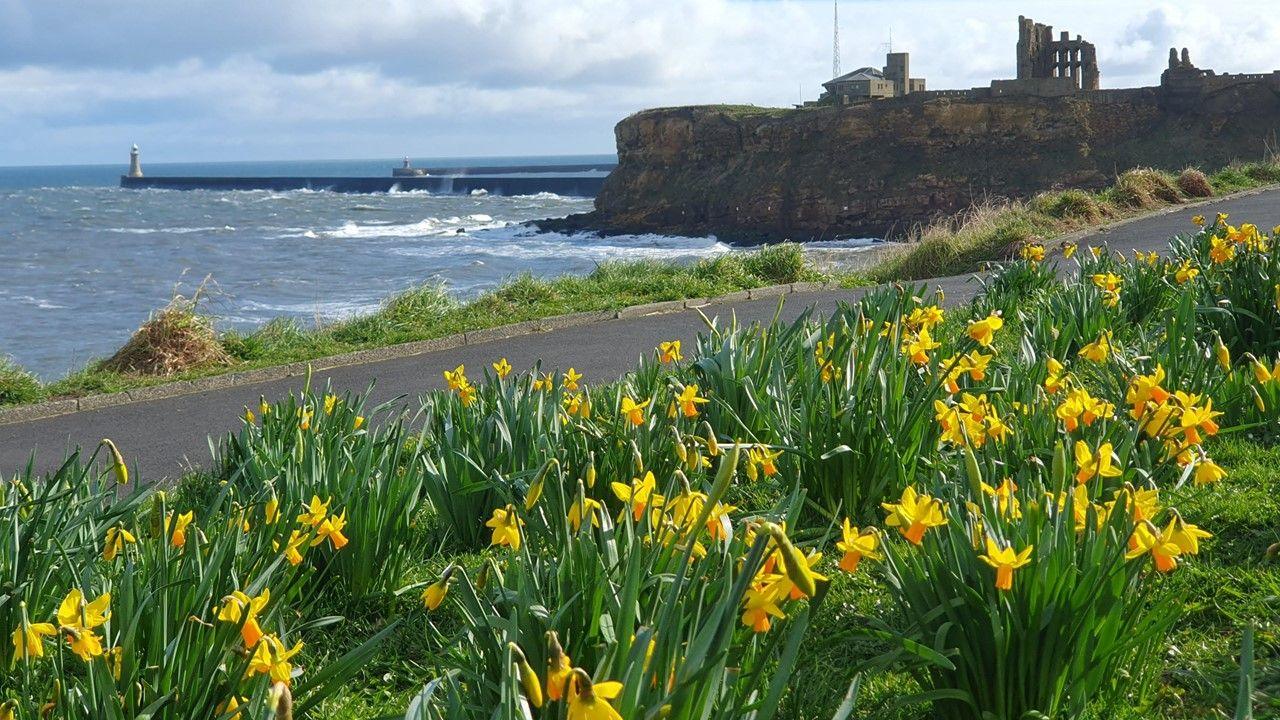 Daffodils on a grass verge with the sea behind, a headland to the left and cloudy white sky