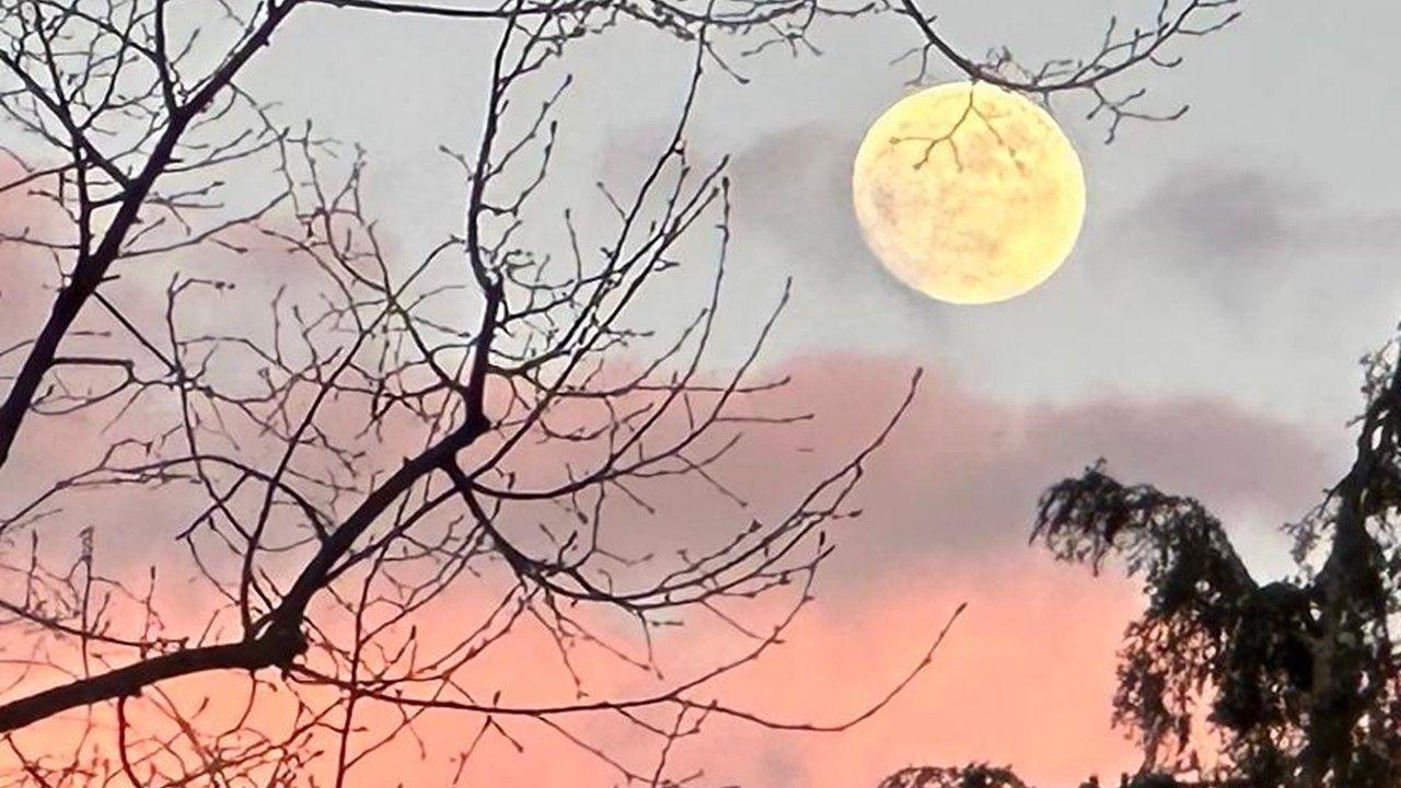 A bright yellow full Moon on the right top side of the photo which tree branches silhouetted to the left and set against a pink and grey sky