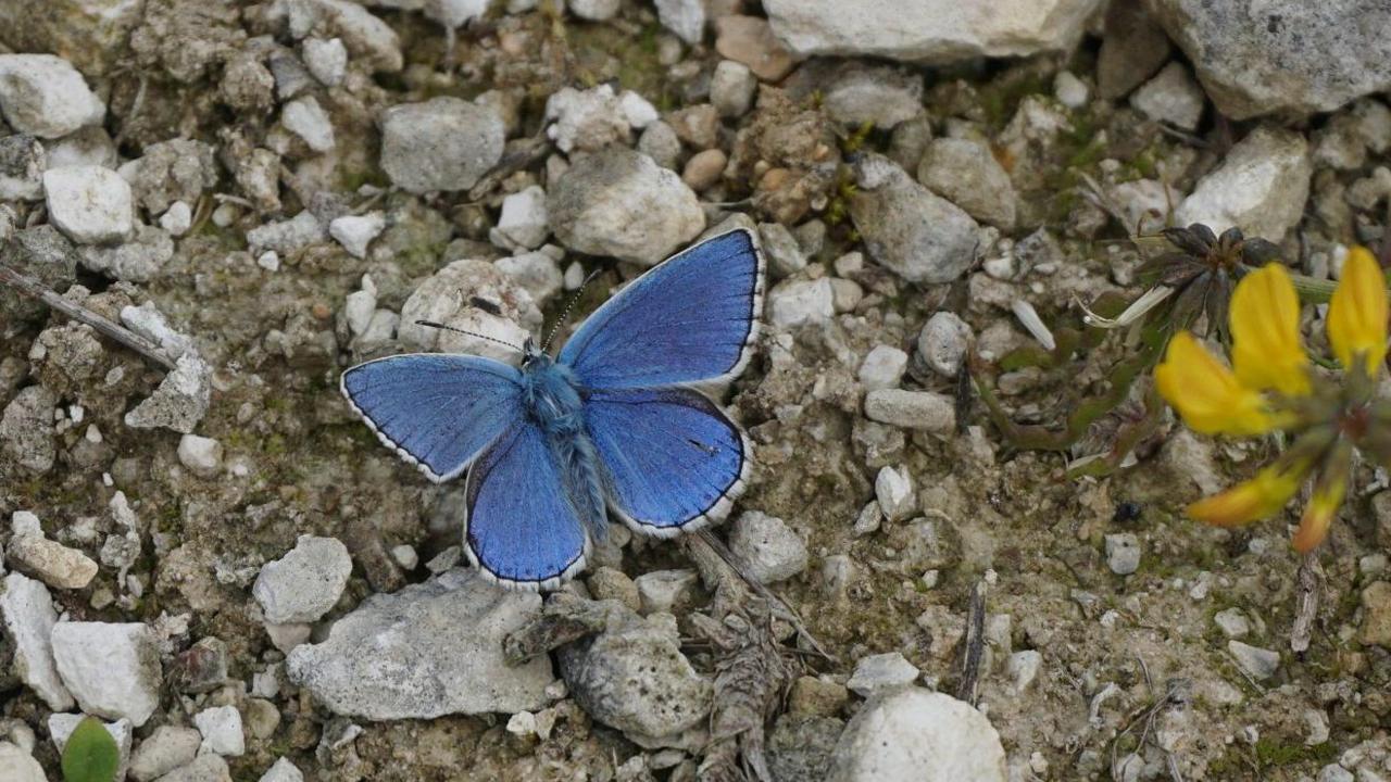 A blue butterfly with its wings spread out rests on small white stones. The butterfly has a thin white edge around its wings, next to a thin black edge. It has a hairy-looking blue body and two antennae.