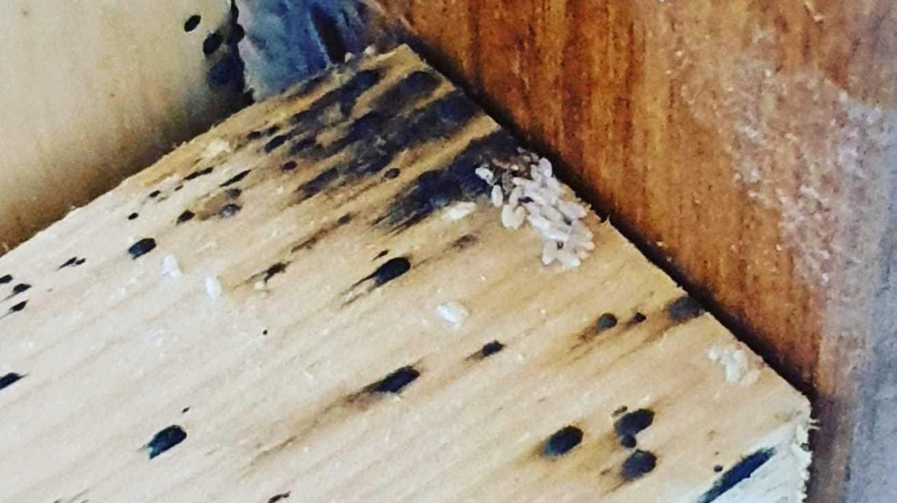 Bed bug eggs on wood