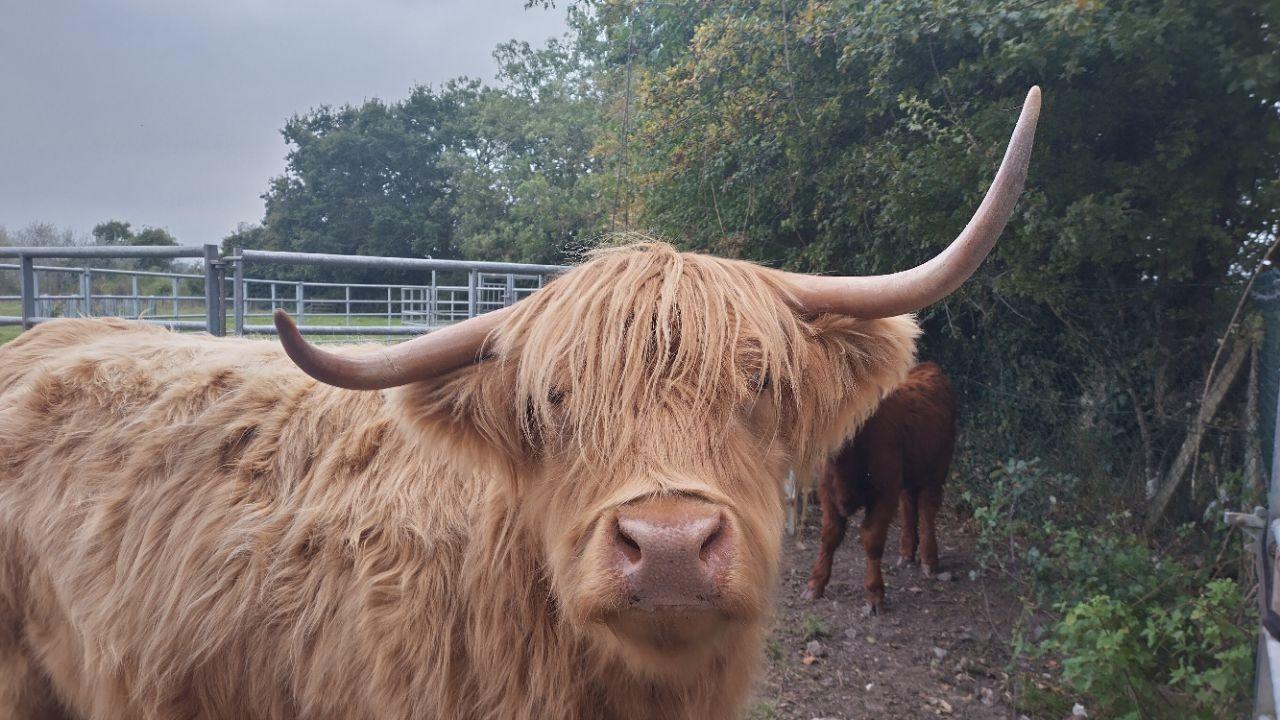 A brown highland cow. 