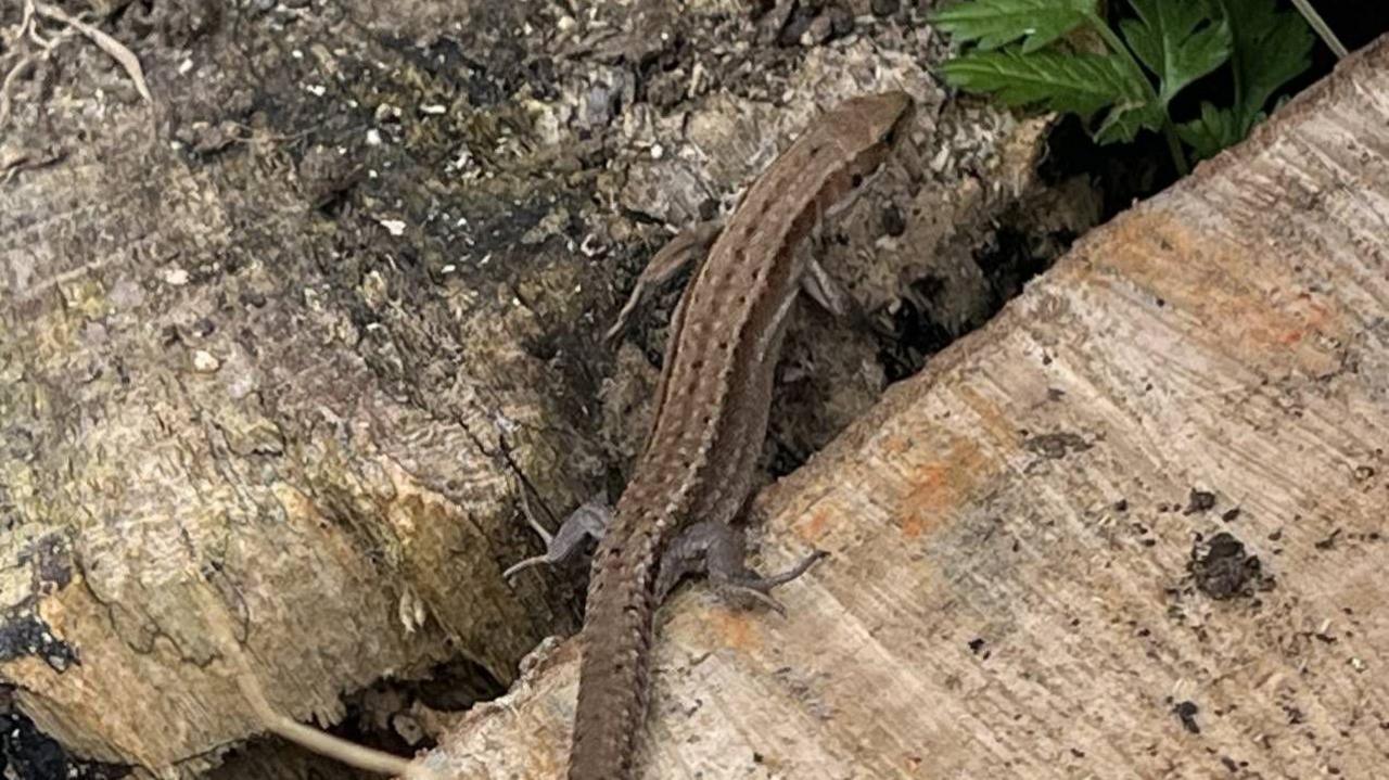 A common lizard straddling to different pieces of wood and facing away from the camera towards some green foliage.