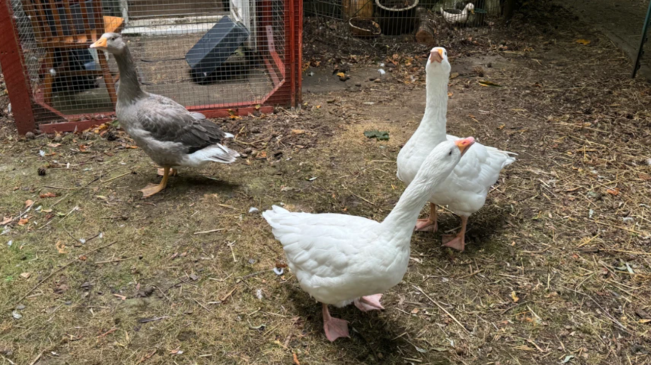 Three geese at the sanctuary. Two are white, one is grey. 
