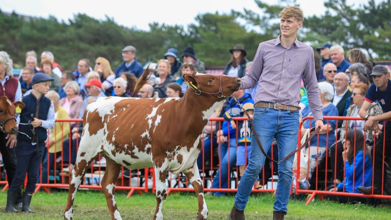 A young man walking in a field with a large brown and white cow as a crowd watches them.