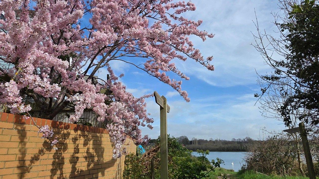 Pink blossom arching over a wall on the left side frames the photo with green bushes in the foreground, a blue lake behind and bright blue sky above