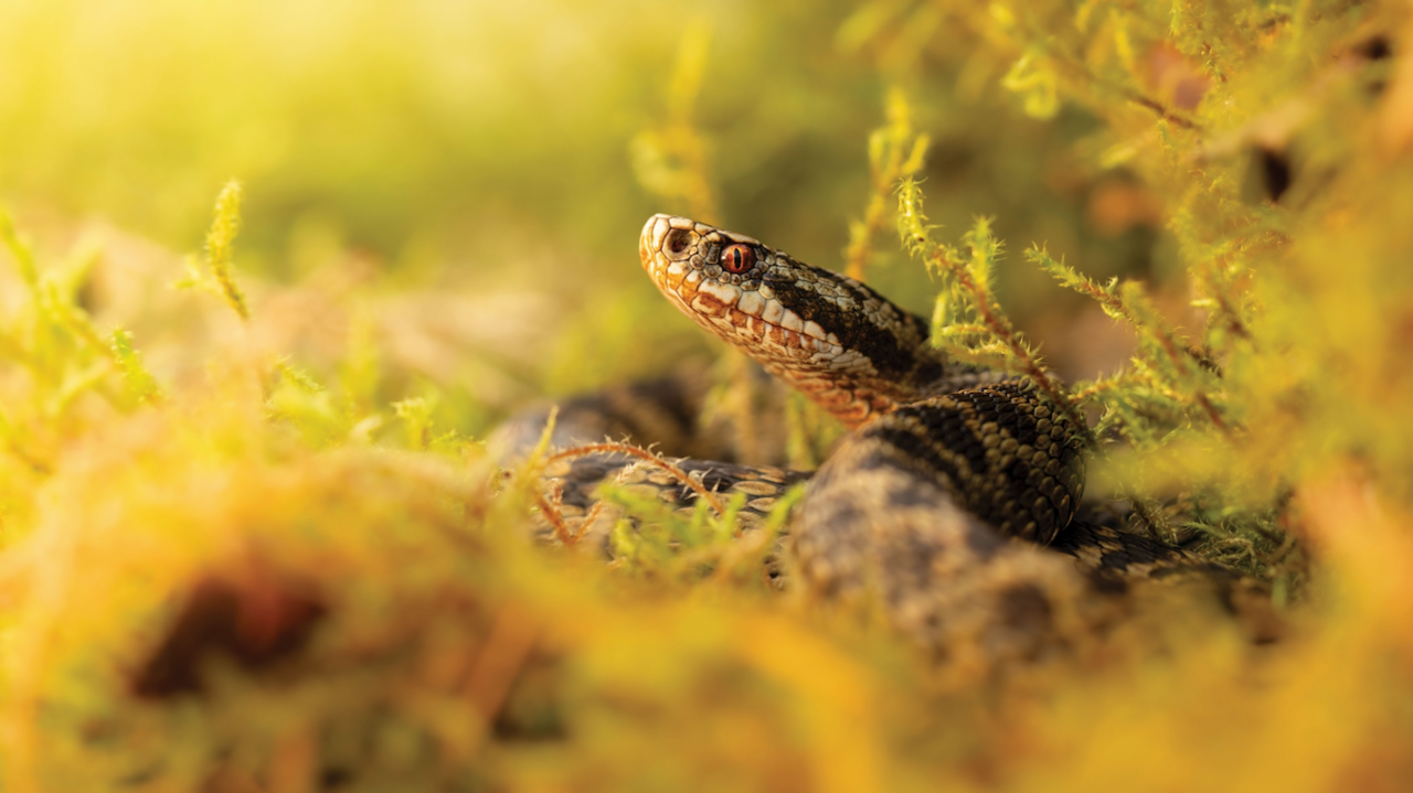 An adder's head can be seen poking out of ferns and moss in the Staffordshire countryside