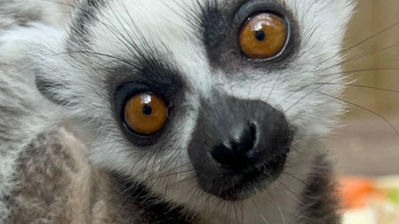 A black and white ring-tailed lemur, with orange eyes, is almost filling the screen on the photo.