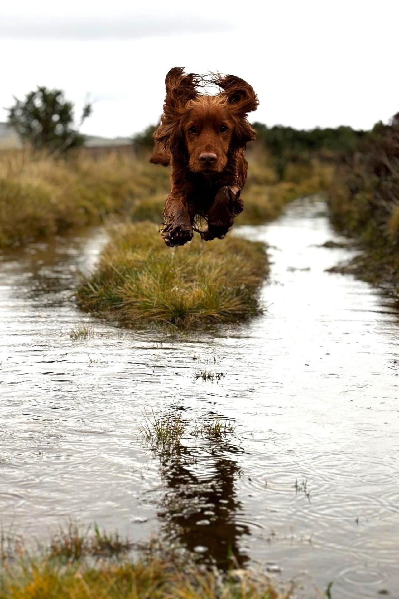 A small brown dog leaping through the air, reflected in woodland water below.