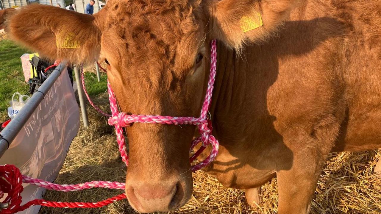 A brown cow, with a red and white rope harness on and tied to a fence. There is straw on the ground. There are yellow tags on its ears.