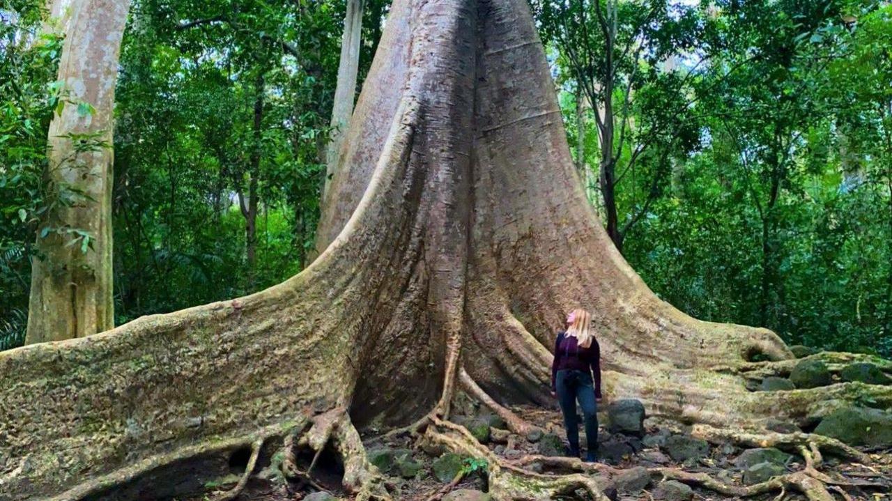 A woman stands next to a huge tree in the jungle.