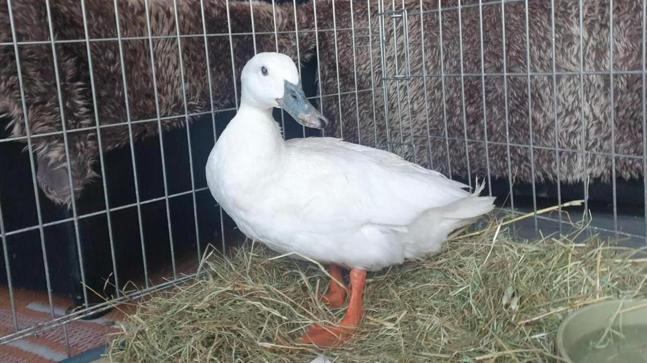 A white duck in a cage looking at the camera. It has orange feet.