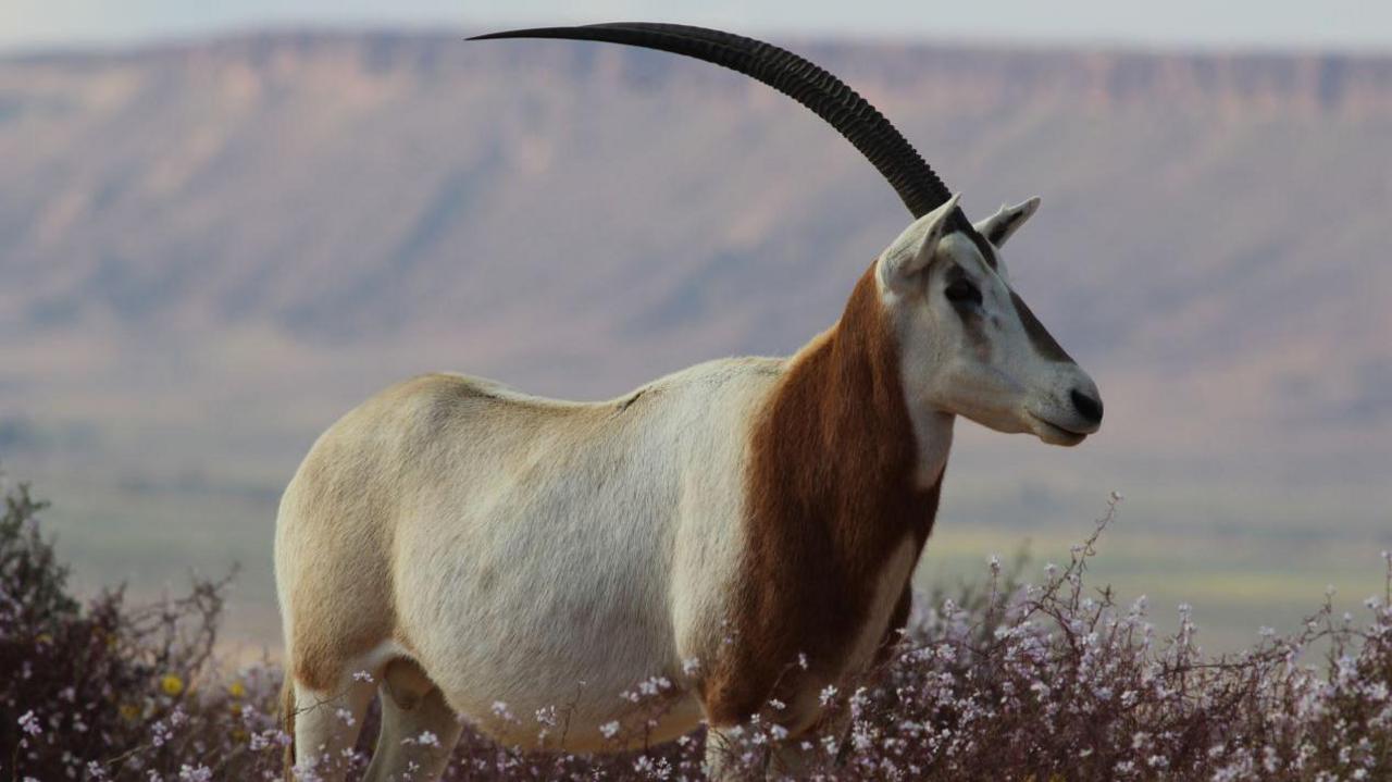 One oryx in the wild. There are flowers in front of it and mountains at the background.