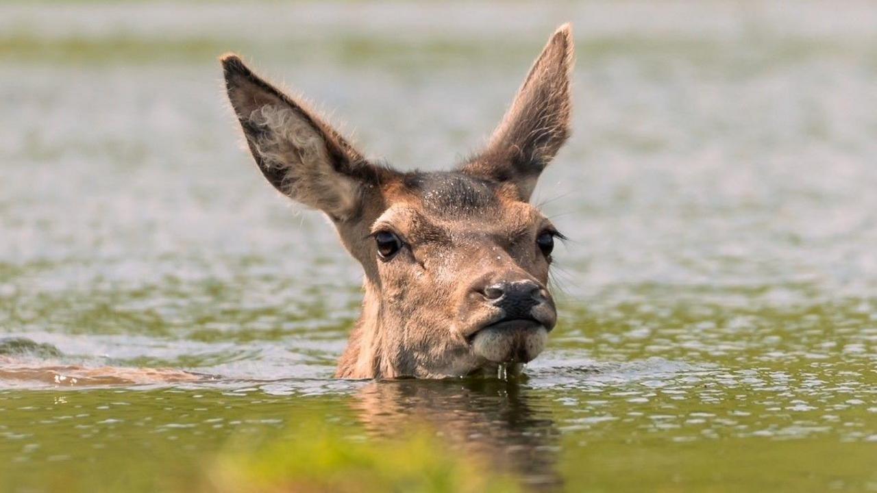 Only the head of the deer can be seen above the water. it has large pointy ears.