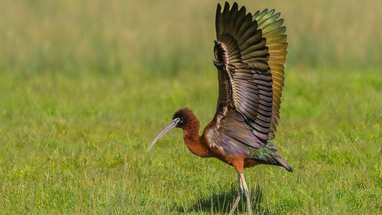 A bird with a long beak and brown plumage has its wings raised with multi-coloured feathers on show. It is standing on grass.