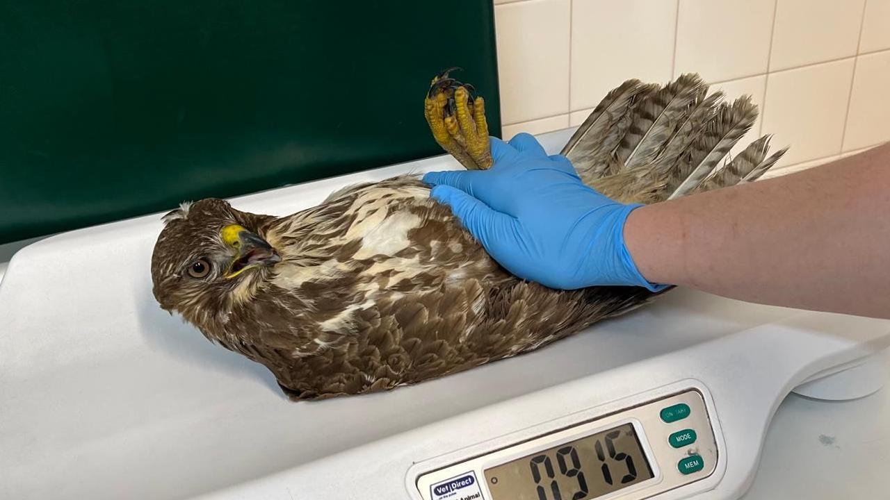 Brown-coloured buzzard with lighter markings on its front being treated by staff at an emergency vets. It is laid on its back with its eyes open.