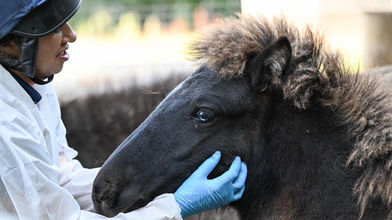 A person in a white jacket and blue gloves with a black helmet on. To the right of the person is a dark brown Icelandic colt with a light brown mane and blue eyes.