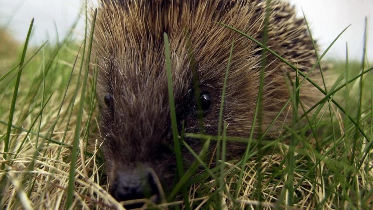 Hedgehog road deaths 'devastating' populations — image supplied by BBC Science's feed