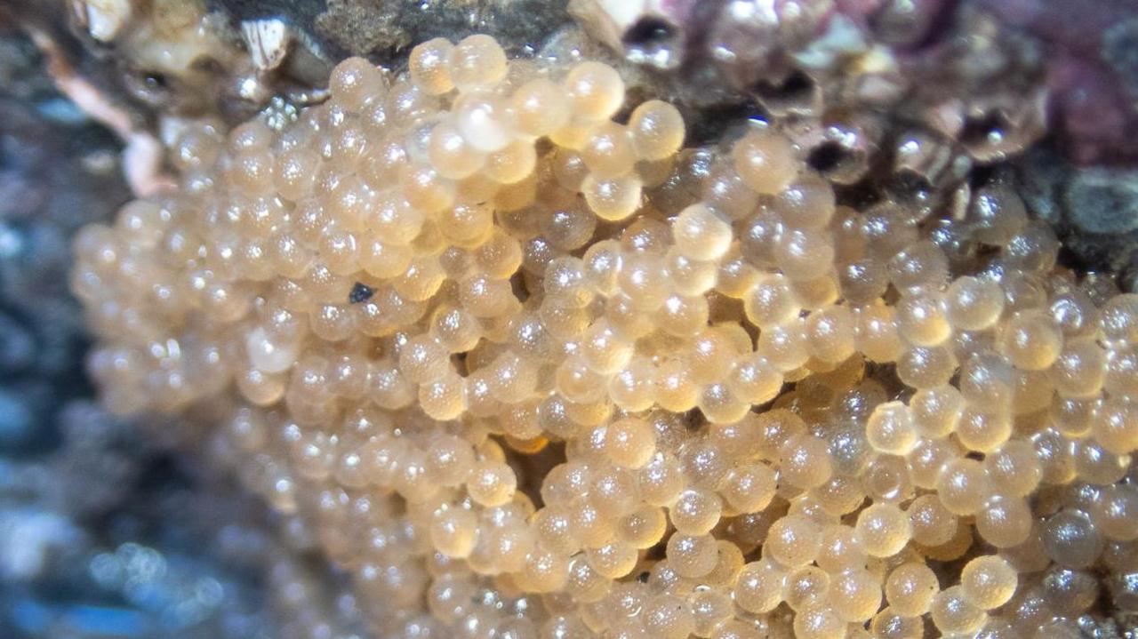 Hundreds of tiny yellow globules clinging to a rock.