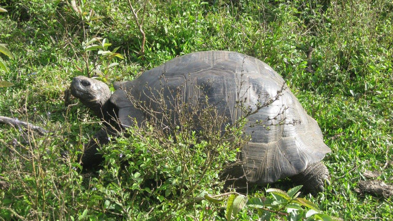 A Galapagos turtle, moving through a grassy area