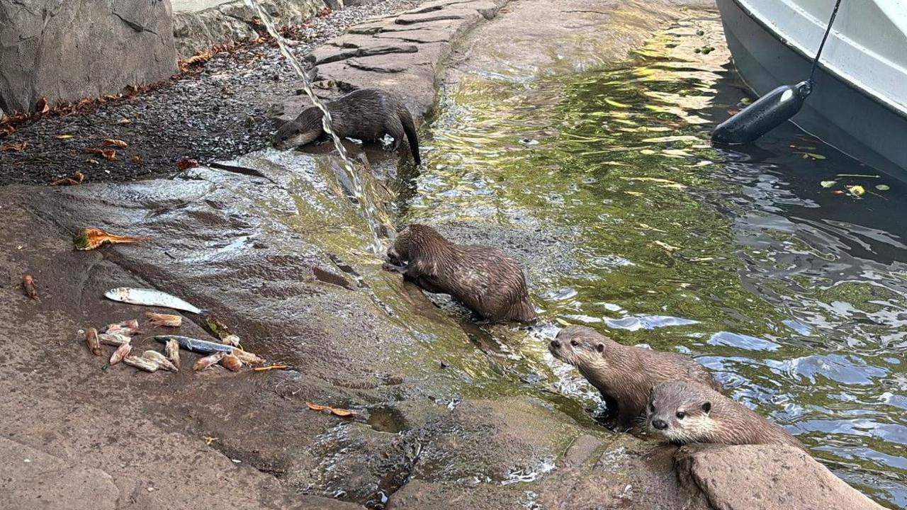 Three otters in the water, while another just outside the water is near where the water is falling from the hosepipe.
