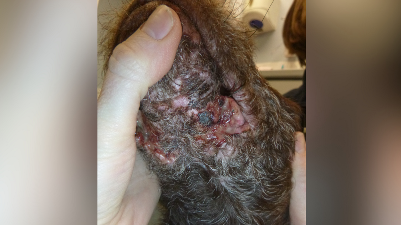 The underneath of a dog's mouth, showing serious wounds beneath his jaw.