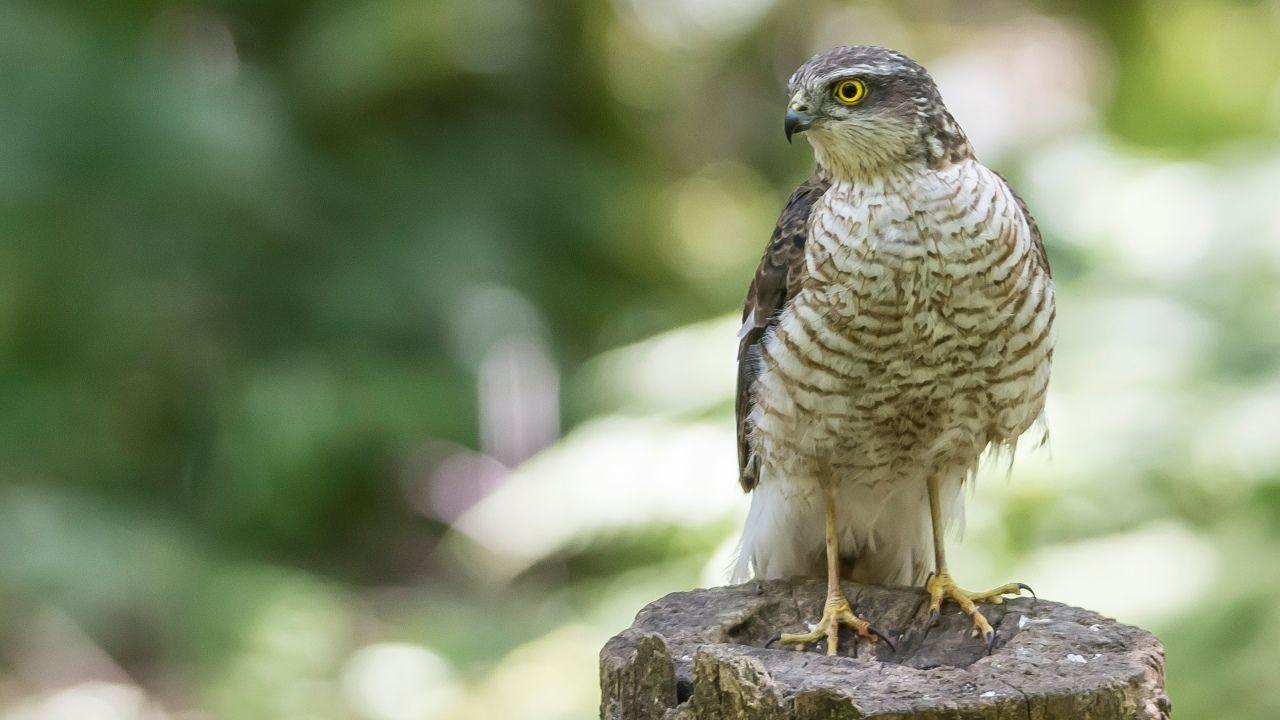 Sparrowhawk