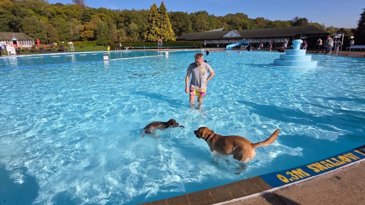 man and two dogs in an outdoor pool