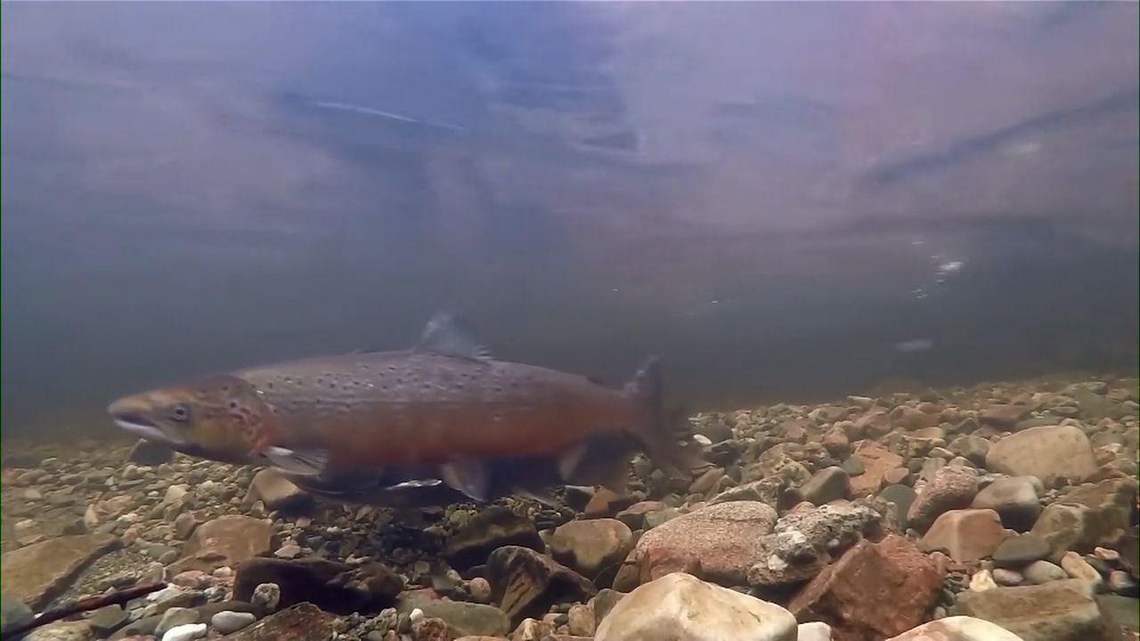 Salmon underwater