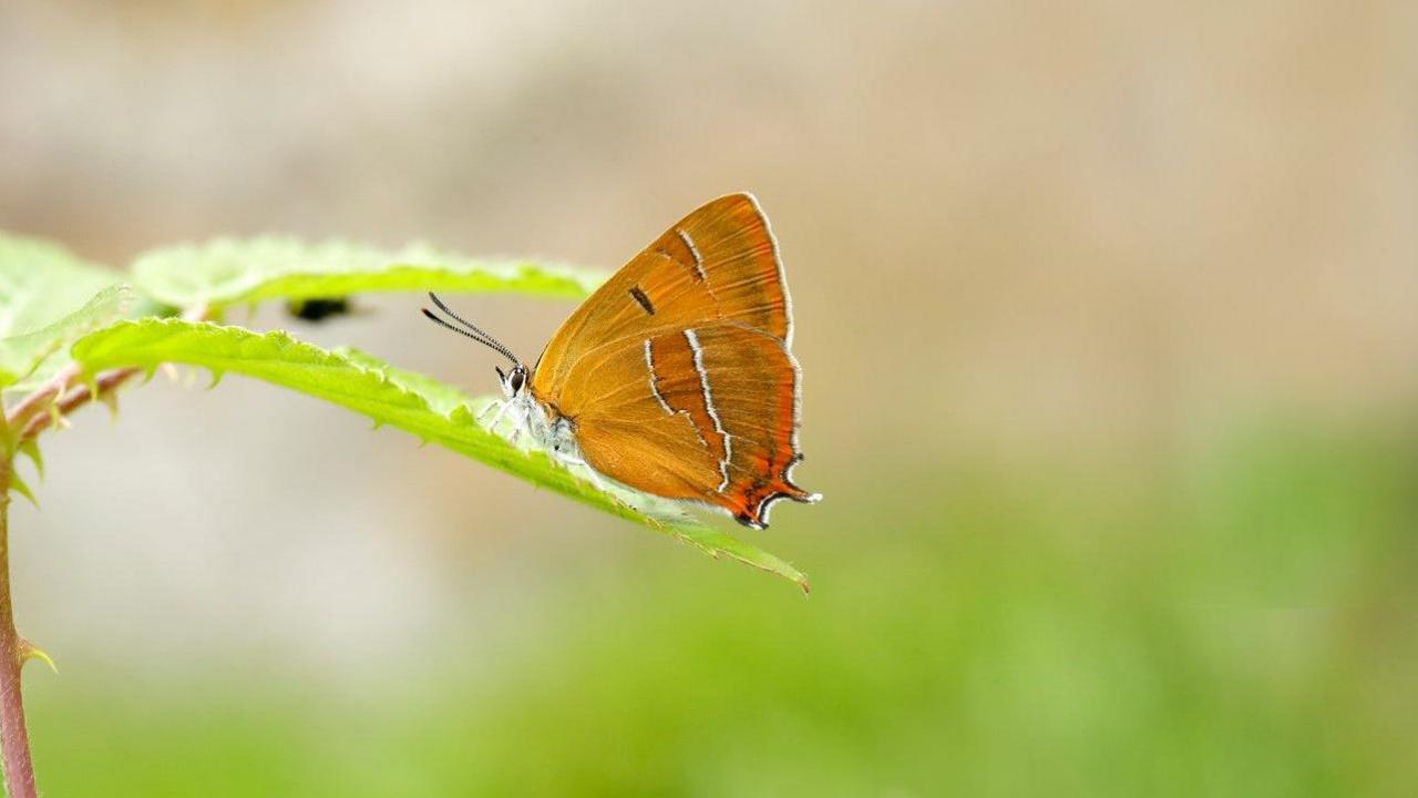 The Brown Hairstreak, which is mainly brown, is in the middle of the photo on a leaf.