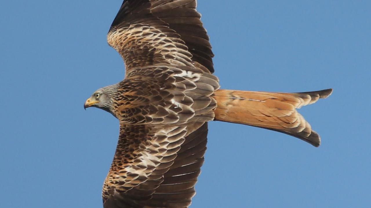 A red kite seen soaring through the air - it is a distinctive bird of prey, easily recognised by its reddish-brown body, angular wings with white patches, and long, deeply forked tail.