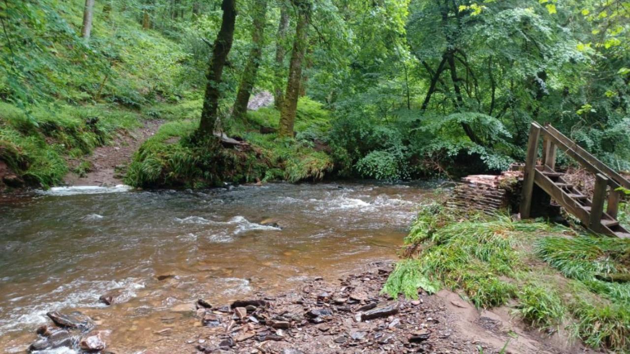 River flowing in amongst the trees. There's some steps on the right-hand side but no bridge.