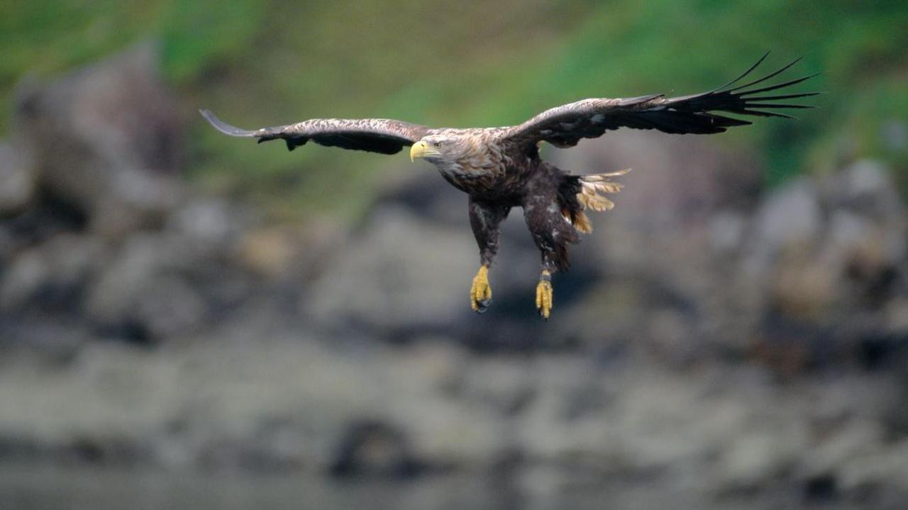 White-tailed sea eagle.