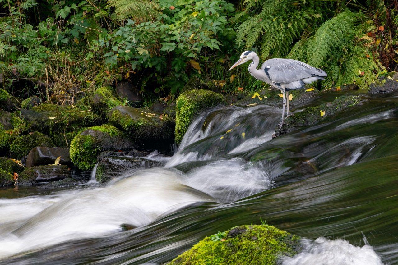 A grey heron stands by a river with plants and stones behind it. Water flows around it.