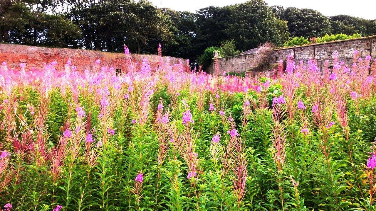 A walled garden full of pink campion several feet tall