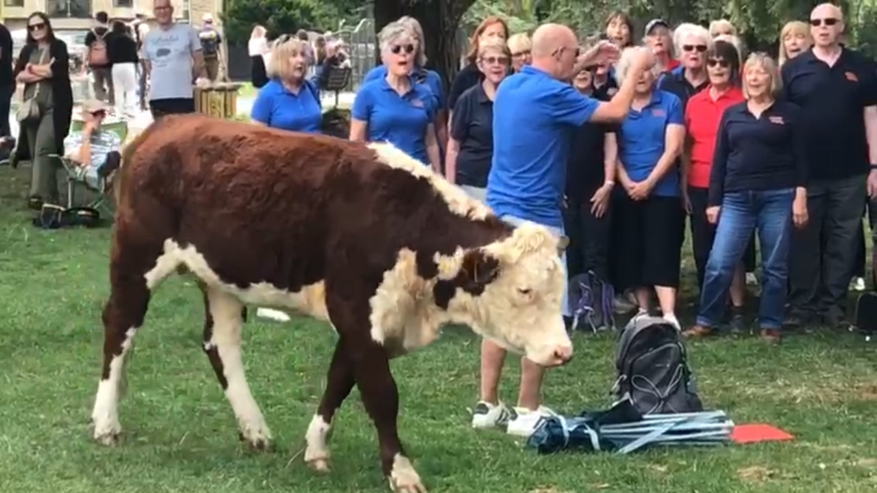 A Red Poll cow wonders past the choir conductor during the performance.