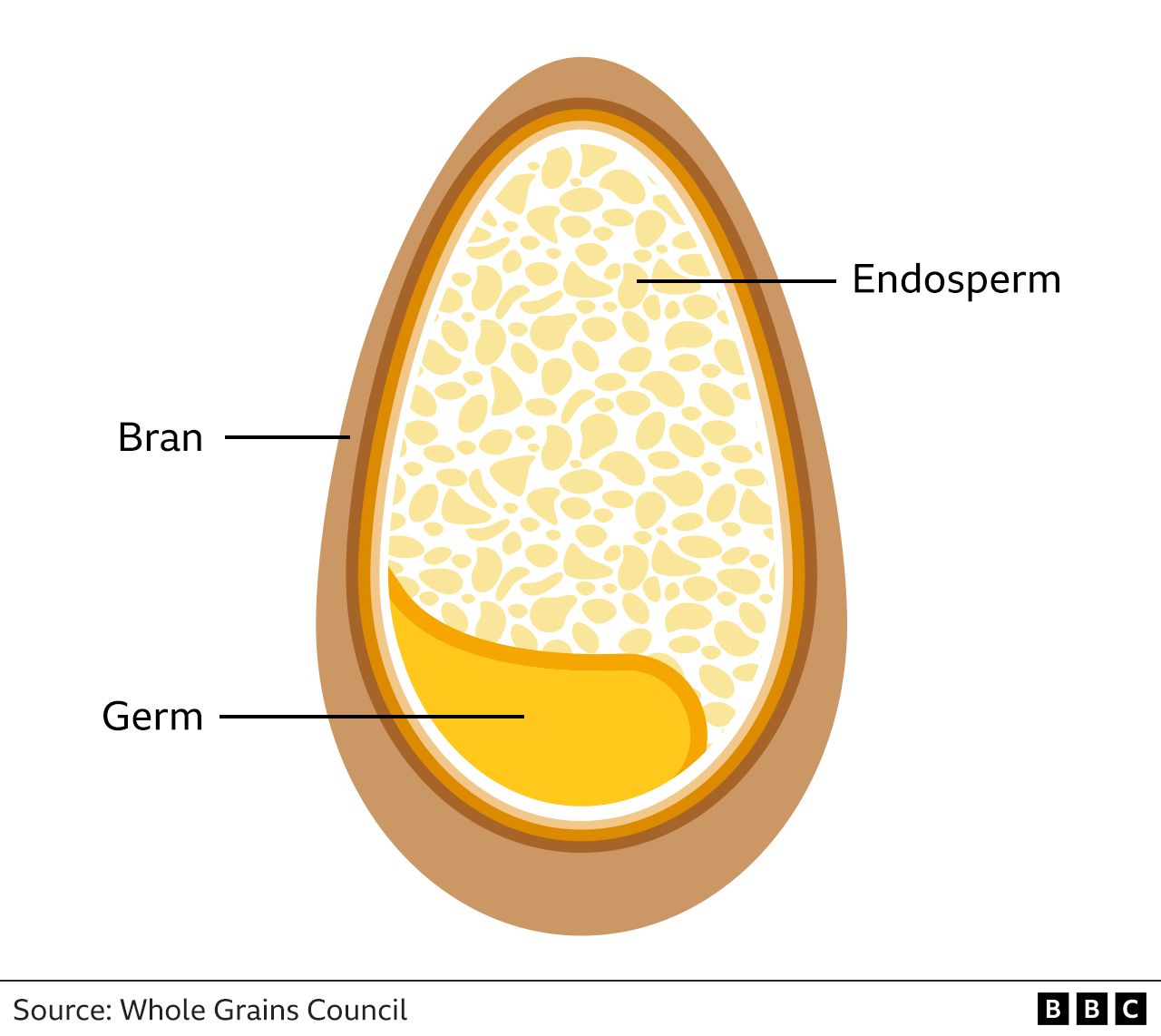 Graphic showing parts of wheat grain