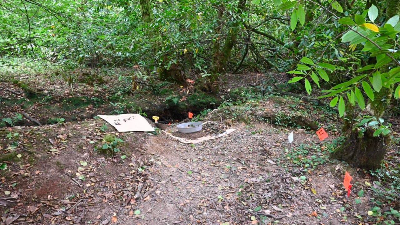 Forest scene with bare forest floor covered in dead leaves. The stream is not really visible accept as a trench running across the image horizontally. Trees and green foliage are visible in the background and to the side. Orange scene markers and round metal tray and what appears to be a large white piece of paper are also visible in the images.
