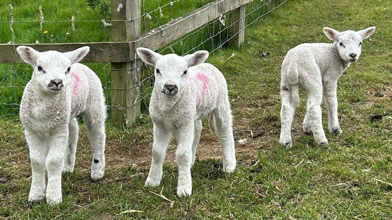 Three lambs with white fur standing in a green field. They are looking at the camera. The one furthest right has its back turned and is looking over its shoulder. There is a wooden fence in the background. They have red painted marks on the right side of their bodies.