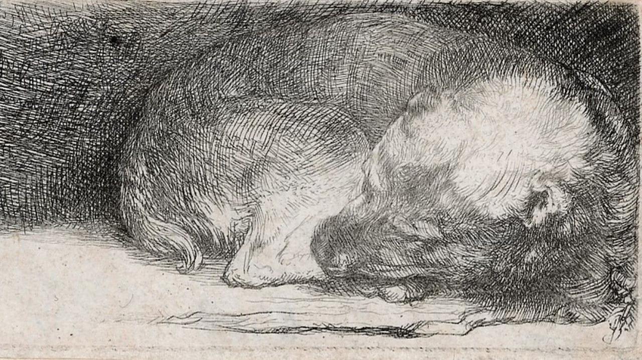 A sleeping puppy, curled up, is represented in this etching. Their head is on the right hand side of the image.