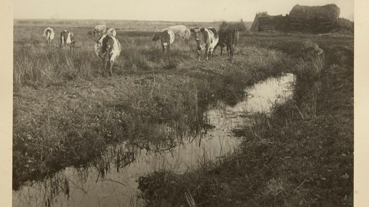 View of a small river with grass on each side. In the left of the image are a group of cows some looking down and grazing and one looking up almost directly at the camera.