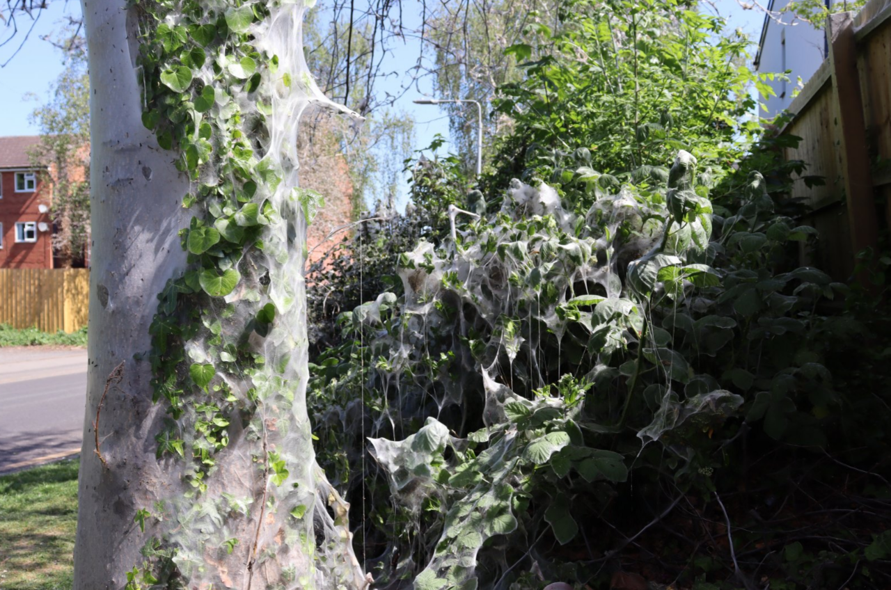 Caterpillar web on vegetation.